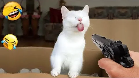 Watch the video about Funny Cat Videos. Funny Cats Videos Compilation. Try Not to laugh. 😂