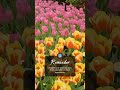 Keukenhof, Lisse, Netherlands