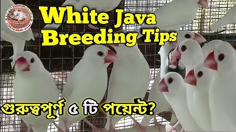 জাভা পাখি পালান কারি জন্য গুরুত্বপূর্ণ ৫ টি  পয়েন্ট। Java Birds Breeding Tips.