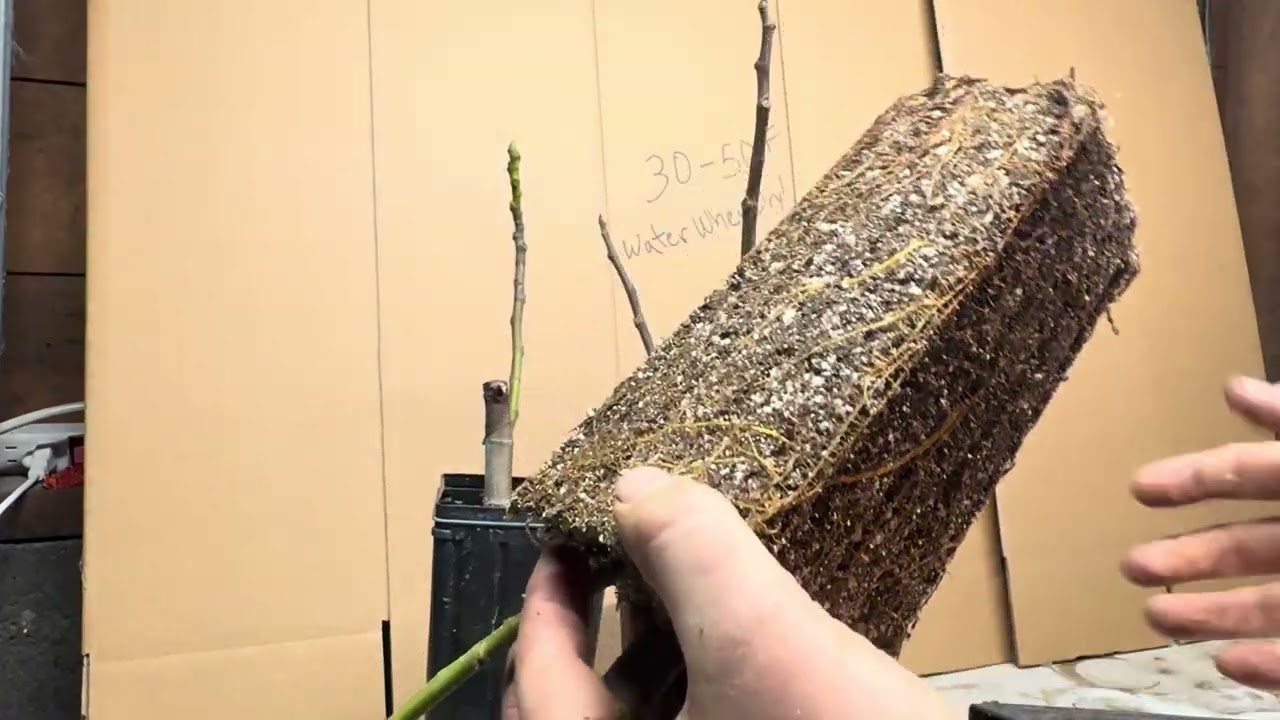 Dormant but Not Dead: Watering and Temperature Management for Figs in Winter Storage