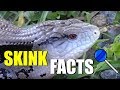 BLUE TONGUE SKINK | CREATURE FEATURE | EMZOTIC