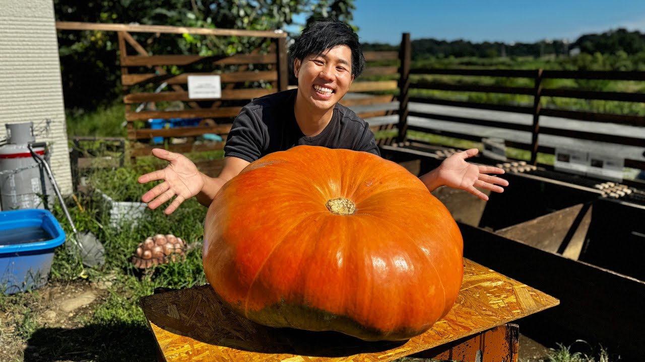 かぼちゃ Feeding tortoises the world's largest pumpkin, the Atlantic Giant