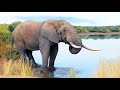 Kruger Park, Season 4 (French), documentary on lions, &quot;Big five&quot; &amp; other dangerous African animals.