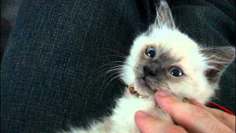 Video 11810351: cat kitten playing