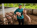 CRIAÇÃO DE SUÍNOS DA DONA JOSILENE GRANJA DE SUÍNOS SÃO JORGE 