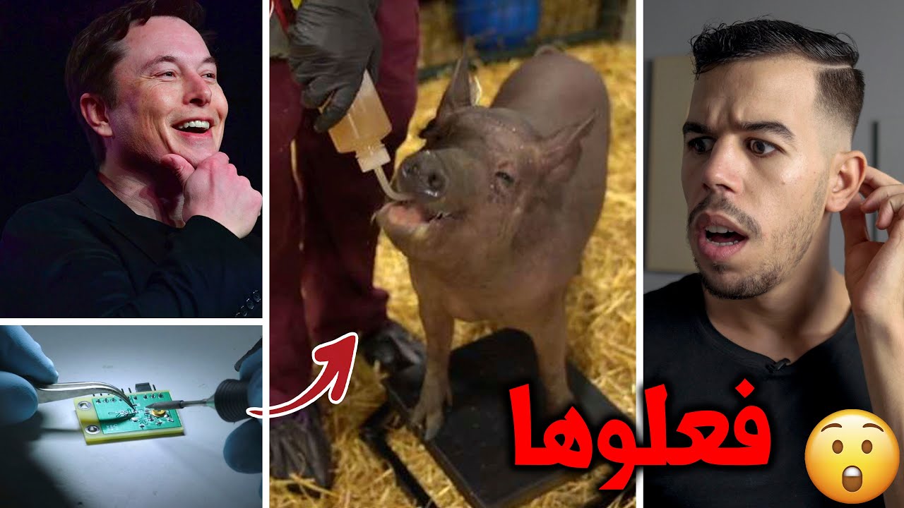 😱 زرعوا الشريحة في دماغ خنزير والنتيجة صادمة
