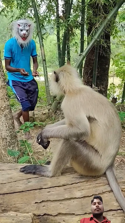 Monkey Prank #monkey #funny #comedy #animals