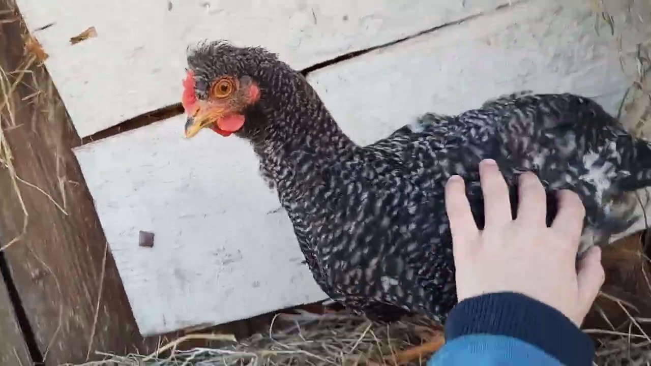 Noutăți-pe la animale 🐓🐑😃☀️☀️