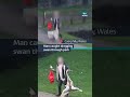 Warning distressing footage: A man was caught dragging a swan through a park in Wales #itvnews
