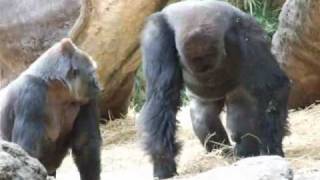 Ueno Zoo--Baby Gorilla, Mom, and Dad
