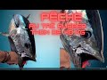 Thon Tuna Au Taï Rubber Avec Une Canne K 1 3007 Light Pêche En Dérive Pitée En Direct Thon Tuna Au Taï Rubber Avec Une Canne K 1 3007 Light Pêche En Dérive Pitée En Direct