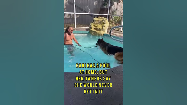 First time ever swimming #dogtraining