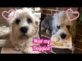 Meet My Doggos! Dandie Dinmont Terriers! の動画、YouTube動画。