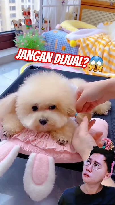 VERY CUTE DOGGY⁉️ POOR DO NOT SELL😱😍