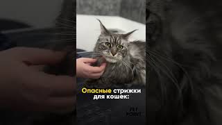#груминг #кошки #животноеасмр #грумингмосква