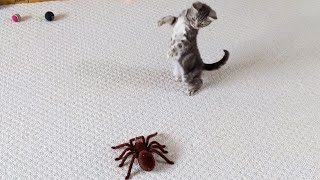 Kitten Vs Giant Spider (Tarantula) RC