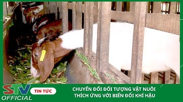 STV - Chuyển đổi vật nuôi thích ứng với biến đổi khí hậu