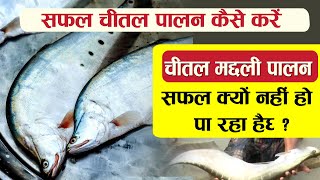 Chital Fish Farming सफल क्यों नहीं हो पा रहा है - How to do successful Chital Farming in Hindi