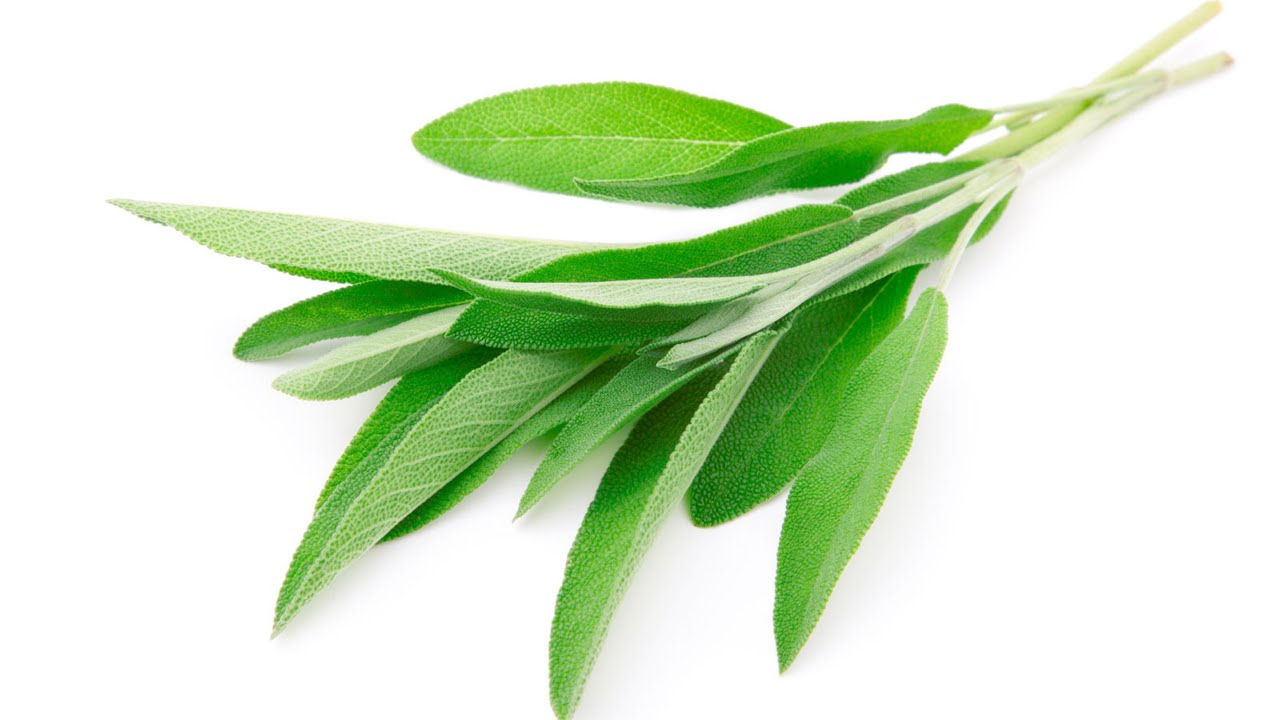 Health Benefits of Sage YouTube