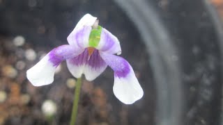 Tropical violets! by Randy's Tropical Plants 1,503 views 8 years ago 1 minute, 49 seconds