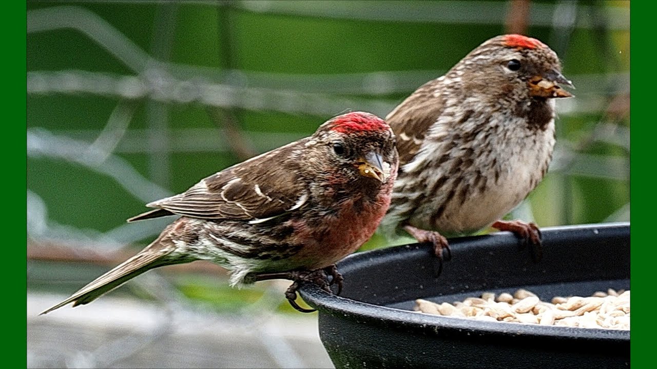 Redpoll adults & juveys.  Pine Siskin, Golden-crowned Sparrow juveys. Homer, Alaska, July 2025