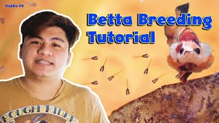 Betta Breeding Tutorial (Tagalog)