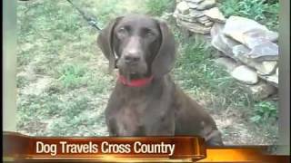 Missing Arizona dog found in Pennsylvania