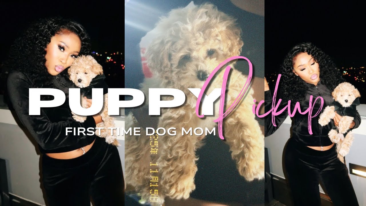 PICKING UP MY NEW PUPPY! MINI MALTIPOO | MEET MALIBU ۵! FIRST TIME DOG MOMMY+first 24 hours!
