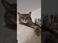 #cat #животные ##katzenliebe #pets #mainecoon #catlover #katze #funny #shorts #süß