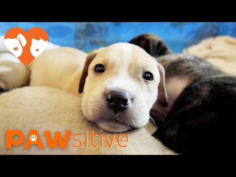10 Puppies Orphaned After Losing Mom Are Hand-Raised by Rescuers | PAWsitive 🧡