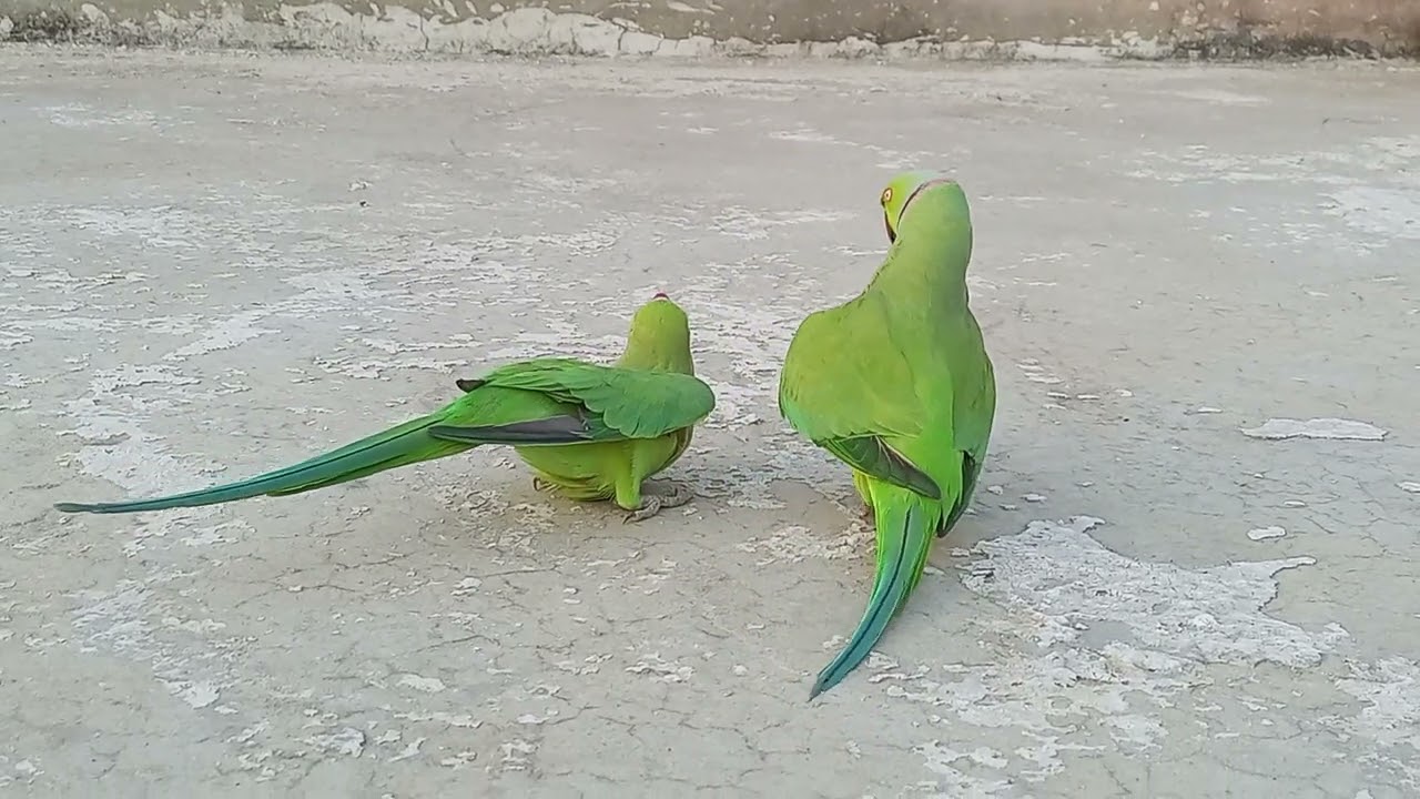 Parrot Breeding Time | Green Parrot Love | Ep 11