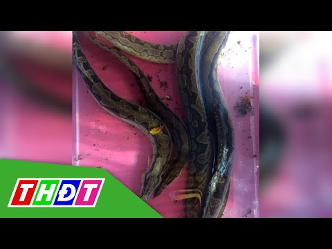Video Mô hình nuôi ghép cá chạch lấu và cá heo đuôi đỏ mang... - youtube