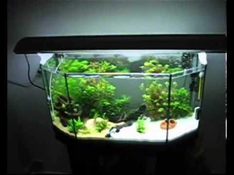 Il mio acquario tropicale dolce da 90 litri - YouTube