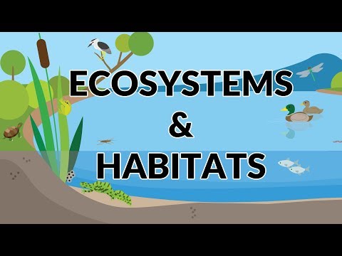 Difference Between Ecosystem and Habitat - Science for Kids