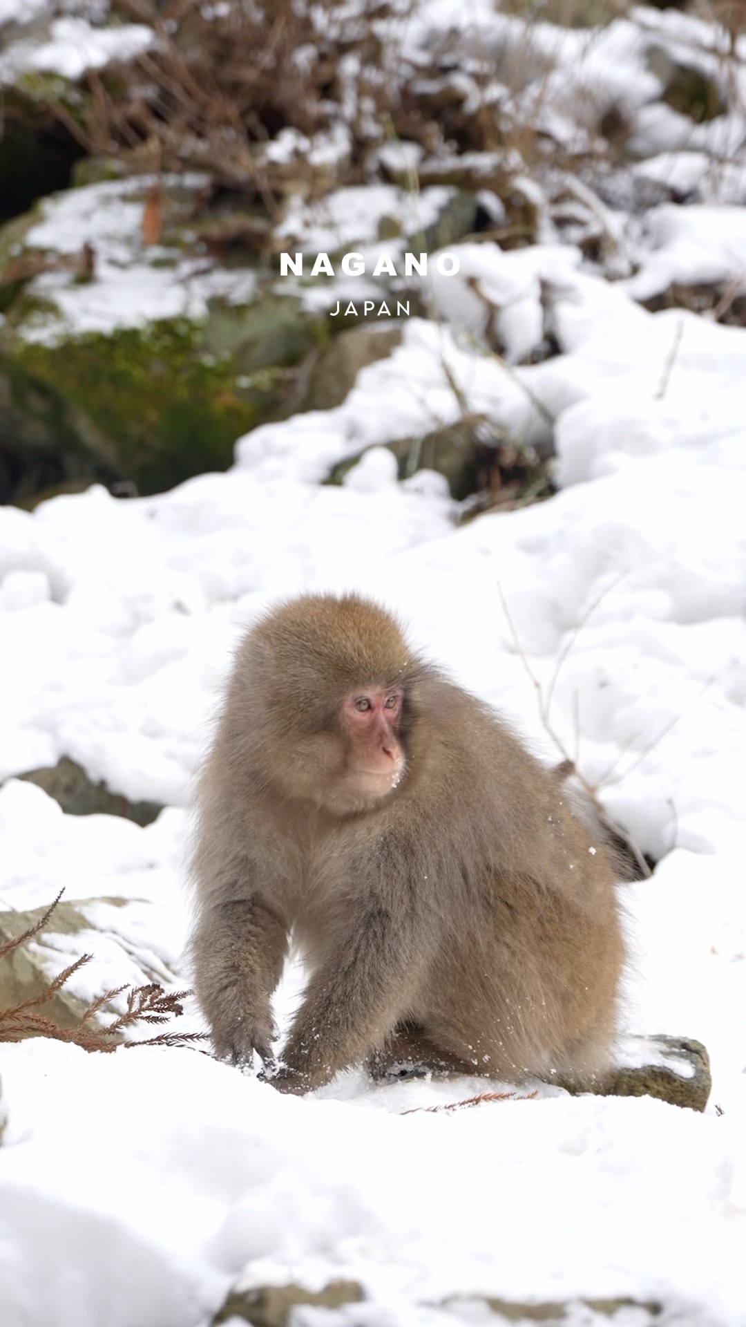The Only Place in the World Where Wild Monkeys Bathe in Hot
