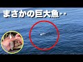 泳がせたアジに食らいついたのは、衝撃の「巨大魚」だった