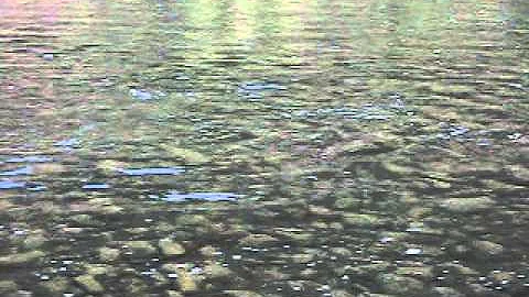 Grande Ronde Dry Fly Steelhead guided by Jeremy Fl...