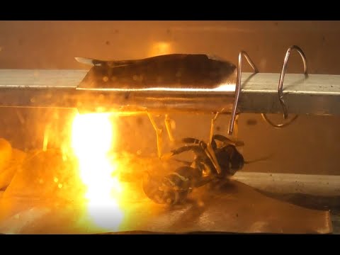 Wasp Zap 4  -- 21.11.2022