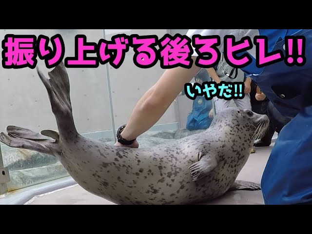 身体を触られるのが苦手なアザラシ アザラシ赤ちゃん成長記録43