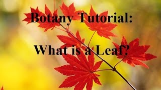 Botany Tutorial:  What is a Leaf