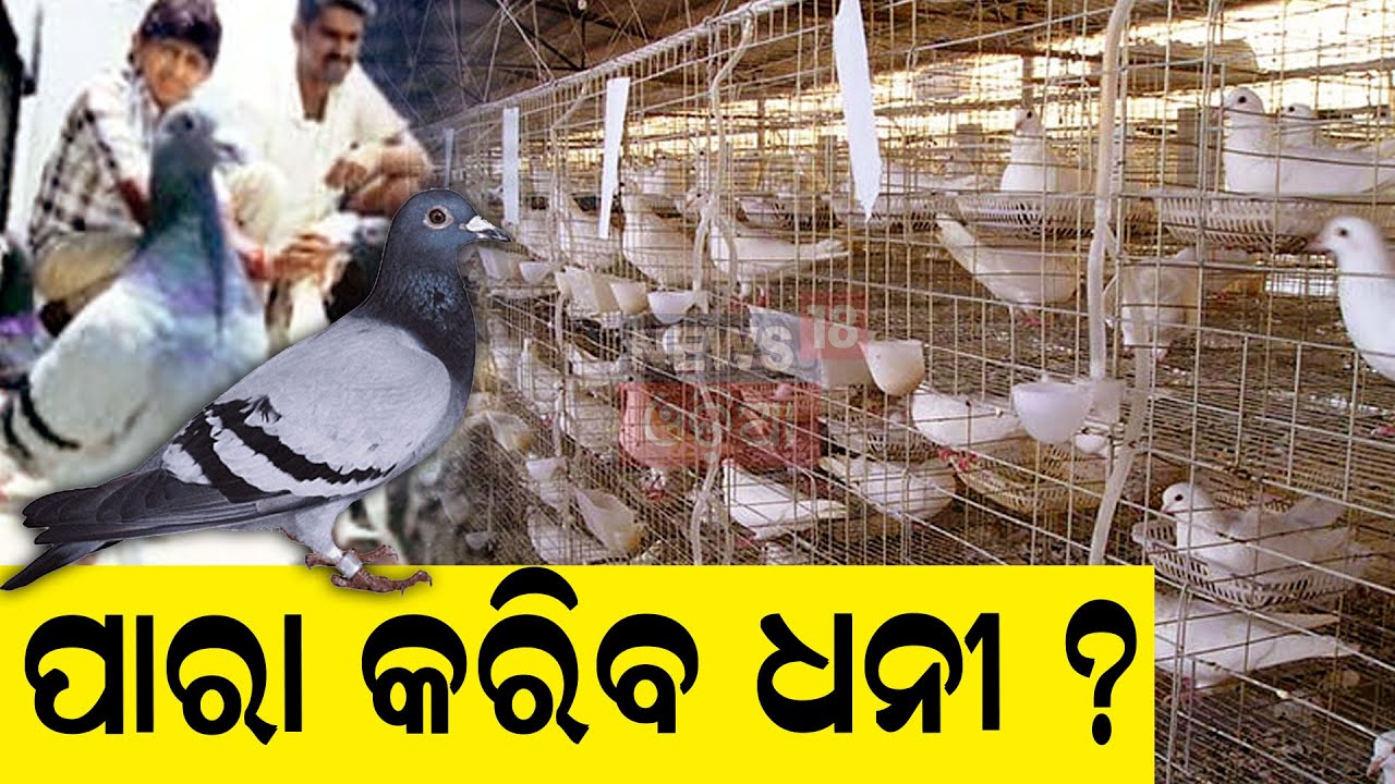 ପାରା ପୋଷିଲେ ଧନୀ ହେବେ ମାଲିକ? ଧନ ବଢ଼ିବ ବୋଲି ପୋଶୁଛନ୍ତି କି ପାରା ଜାଣନ୍ତୁ | Odia News