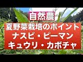 【自然農のいろは】夏野菜栽培のポイント【昨シーズンのナスビ、ピーマン、キュウリ、カボチャの全成長記録 】