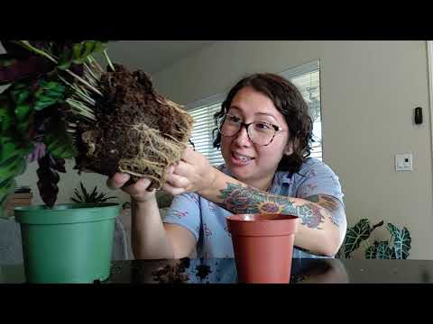 Separating and repotting Rattlesnake Plant