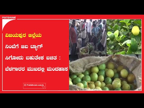 ವಿಜಯಪುರ ಜಿಲ್ಲೆಯ ನಿಂಬೆಗೆ ಜಿಐ ಟ್ಯಾಗ್ ಸಿಗೋದು ಬಹುತೇಕ ಖಚಿತ : ಬೆಳಗಾರರ ಮುಖದಲ್ಲಿ ಮಂದಹಾಸ