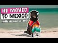 How to MOVE to Playa del Carmen with a dog - Everything you NEED to know! 🐶🇲🇽