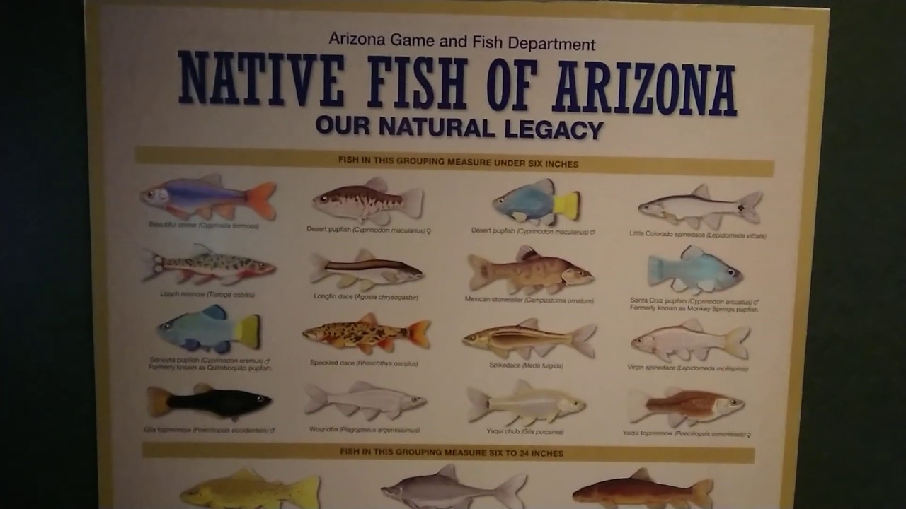 A Picture Showing a List of the Native Fish of Arizona - YouTube