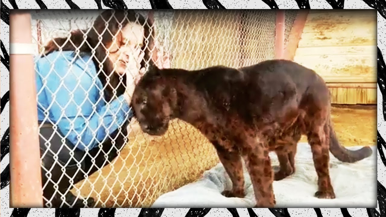 Big Cat MOM | Heidi makes the rounds