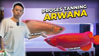 UPDATE PROGRESS TANNING ARWANA SUPER RED JAVA