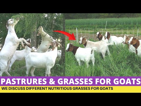 Video: Ar ožkos valgys ožkų žolę?