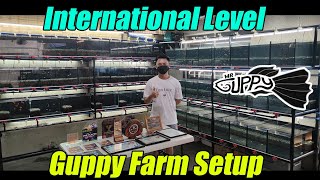 MR Guppy - International Level Guppy Farm Setup In The Philippines